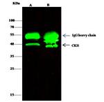 Creatine Kinase BB Antibody in Immunoprecipitation (IP)