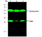 CMBL Antibody in Immunoprecipitation (IP)