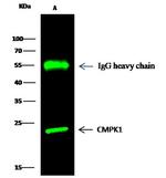 CMPK1 Antibody in Immunoprecipitation (IP)