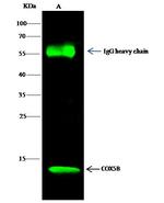 COX5B Antibody in Immunoprecipitation (IP)