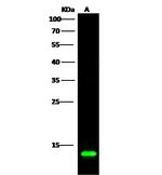 COX5B Antibody in Western Blot (WB)