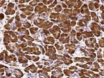 Carboxypeptidase A1 Antibody in Immunohistochemistry (Paraffin) (IHC (P))