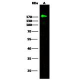 CD21 Antibody in Western Blot (WB)