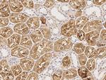 RAIDD Antibody in Immunohistochemistry (Paraffin) (IHC (P))