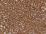 RAIDD Antibody in Immunohistochemistry (Paraffin) (IHC (P))