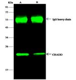 RAIDD Antibody in Immunoprecipitation (IP)