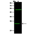 RAIDD Antibody in Western Blot (WB)