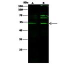 CtBP1 Antibody in Western Blot (WB)