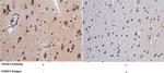 CUEDC2 Antibody in Immunohistochemistry (Paraffin) (IHC (P))