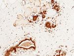 CUEDC2 Antibody in Immunohistochemistry (Paraffin) (IHC (P))