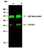 CUEDC2 Antibody in Immunoprecipitation (IP)