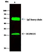 DCUN1D1 Antibody in Immunoprecipitation (IP)