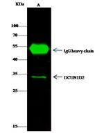 DCUN1D2 Antibody in Immunoprecipitation (IP)