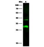 DCUN1D2 Antibody in Western Blot (WB)