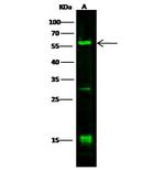 DLL1 Antibody in Western Blot (WB)