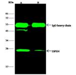 DNAJC24 Antibody in Immunoprecipitation (IP)