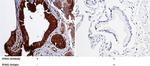 Ephrin A1 Antibody in Immunohistochemistry (Paraffin) (IHC (P))