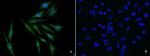 EGR1 Antibody in Immunocytochemistry (ICC/IF)