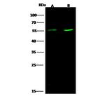 EGR1 Antibody in Western Blot (WB)