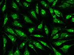 EHD2 Antibody in Immunocytochemistry (ICC/IF)