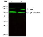 EHD2 Antibody in Immunoprecipitation (IP)