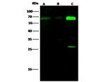 EHD2 Antibody in Western Blot (WB)