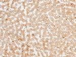 ENTPD5 Antibody in Immunohistochemistry (Paraffin) (IHC (P))