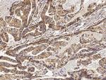 EphB3 Antibody in Immunohistochemistry (Paraffin) (IHC (P))