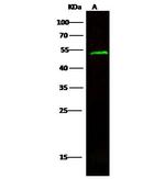 ENDOGL1 Antibody in Western Blot (WB)