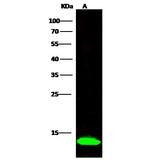 FABP3 Antibody in Western Blot (WB)