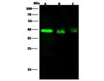 CD178 Antibody in Western Blot (WB)