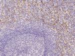 CD16 Antibody in Immunohistochemistry (Paraffin) (IHC (P))