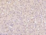 CD16 Antibody in Immunohistochemistry (Paraffin) (IHC (P))