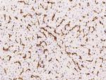 CD16 Antibody in Immunohistochemistry (Paraffin) (IHC (P))