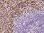 CD16 Antibody in Immunohistochemistry (Paraffin) (IHC (P))