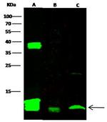 FKBP12 Antibody in Western Blot (WB)