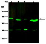 FOXJ1 Antibody in Western Blot (WB)