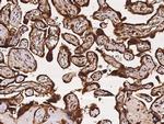 GALE Antibody in Immunohistochemistry (Paraffin) (IHC (P))