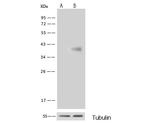 GALK1 Antibody in Western Blot (WB)