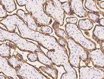 Growth Hormone Antibody in Immunohistochemistry (Paraffin) (IHC (P))