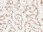 GOLPH2 Antibody in Immunohistochemistry (Paraffin) (IHC (P))