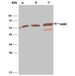 PIST Antibody in Immunoprecipitation (IP)