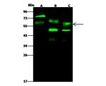 PIST Antibody in Western Blot (WB)