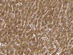 GSTM5 Antibody in Immunohistochemistry (Paraffin) (IHC (P))