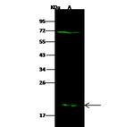 GSTM5 Antibody in Western Blot (WB)