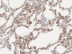 CD235a Antibody in Immunohistochemistry (Paraffin) (IHC (P))