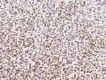 CD235a Antibody in Immunohistochemistry (Paraffin) (IHC (P))