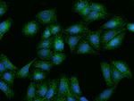 HGF Antibody in Immunocytochemistry (ICC/IF)