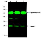 HMGB1 Antibody in Immunoprecipitation (IP)