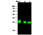 HMGB1 Antibody in Western Blot (WB)